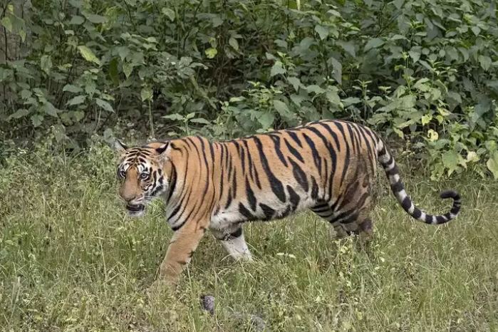 तेलंगाना: बतुकम्मा फूल लेने जंगल गये व्यक्ति के सामने आया बाघ और…