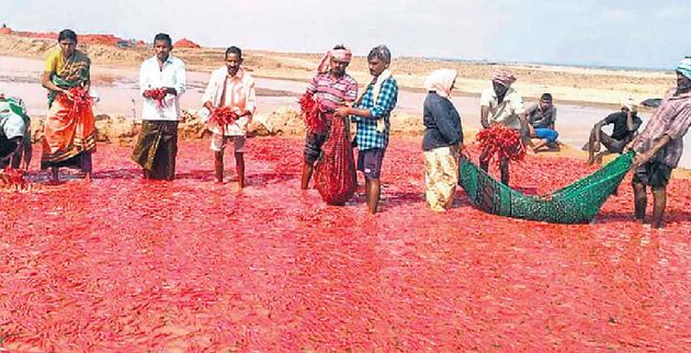 तेलंगाना में ओलावृष्टि से करोड़ों की फसल बर्बाद, सरकार ने उठाये हाथ, किसान कर रहे हैं यह मांग
