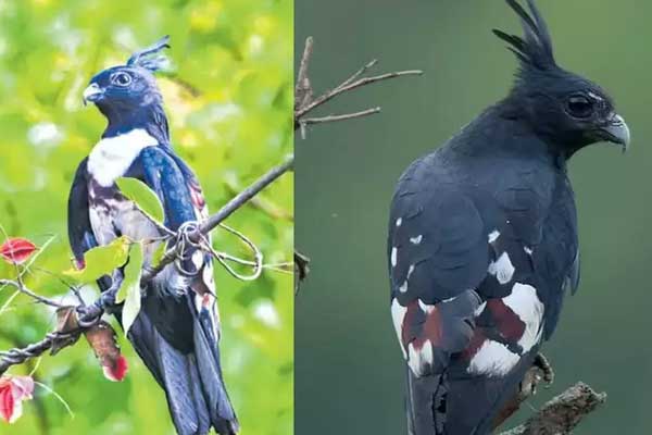 नल्लमला जंगल में दुर्लभ पक्षी ‘ब्लैक बाजा’,  वन्यजीव फोटोग्राफर मदन रेड्डी के कैमरे में हुआ कैद