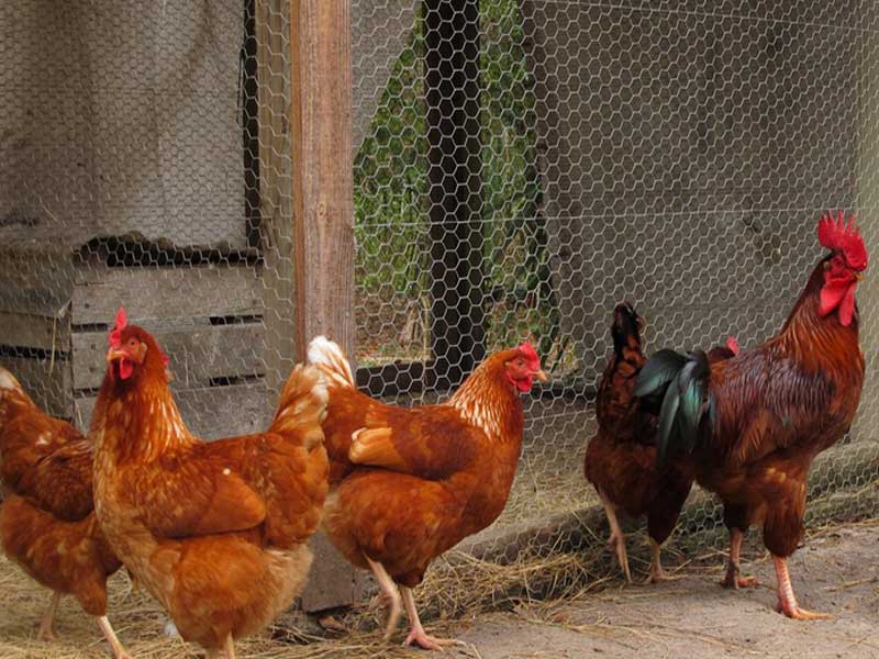 Crime News: आंध्र प्रदेश में मुर्गियों को जहर देकर मारे जाने का मामला दर्ज, मालिक रो-रो कर कह रहा है यह बात
