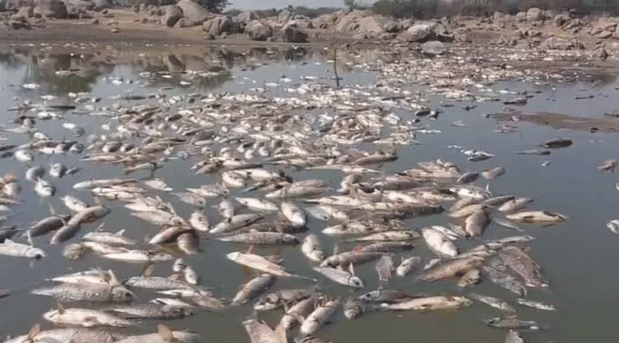 तेलंगाना में लू लगने से दो टन मछलियाँ मर गईं, मछुआरों को सरकार से हैं यह अपेक्षा