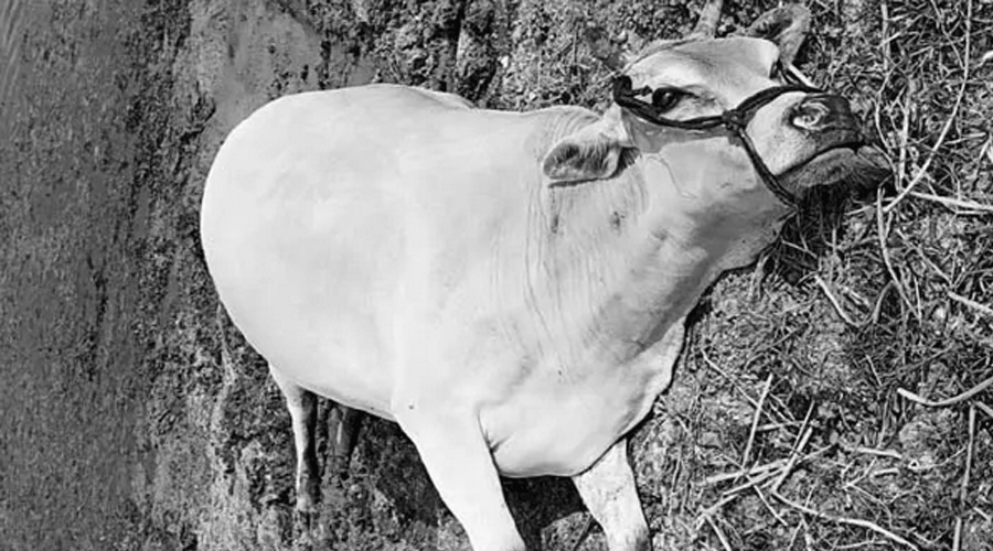 Telangana : मगरमच्छ के हमले में गाय की मौत, स्थानीय लोग कर रहे हैं यह मांग